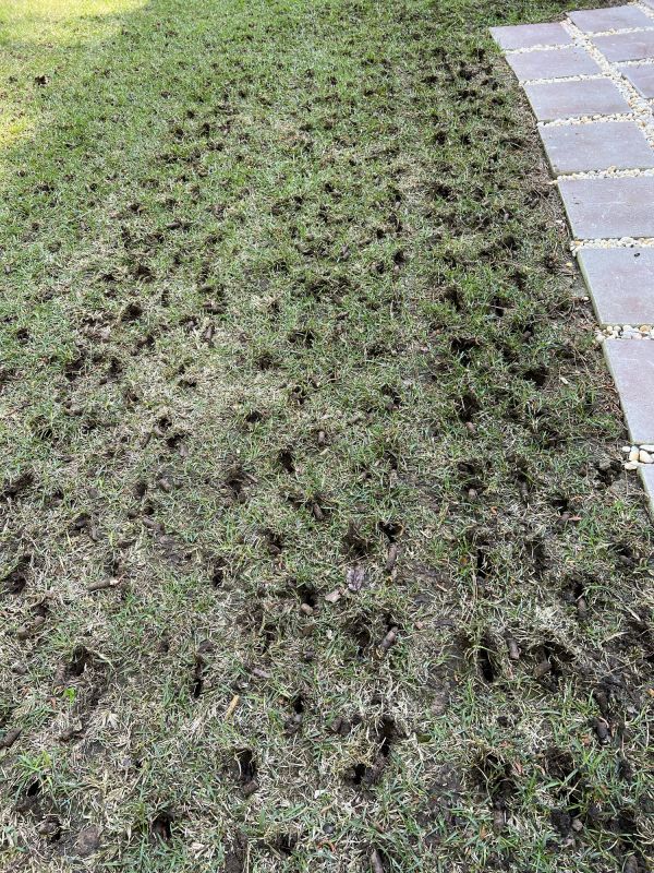 Lawn Aerating