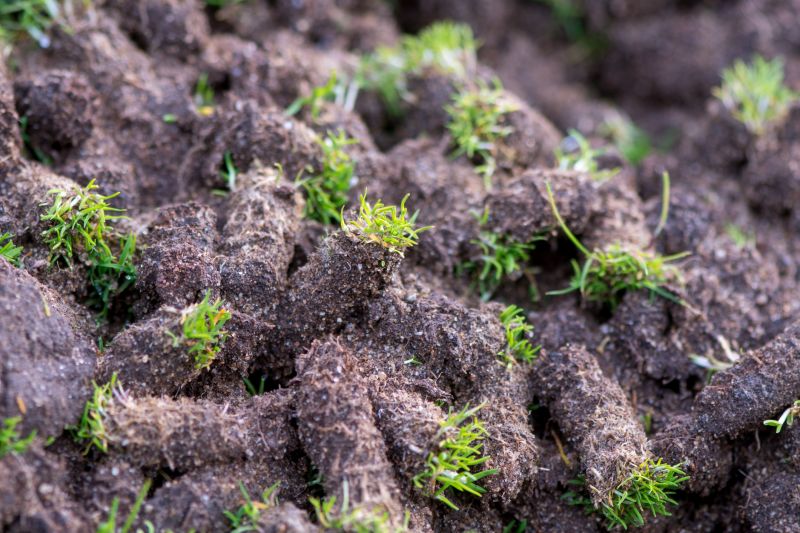 Soil Close-up